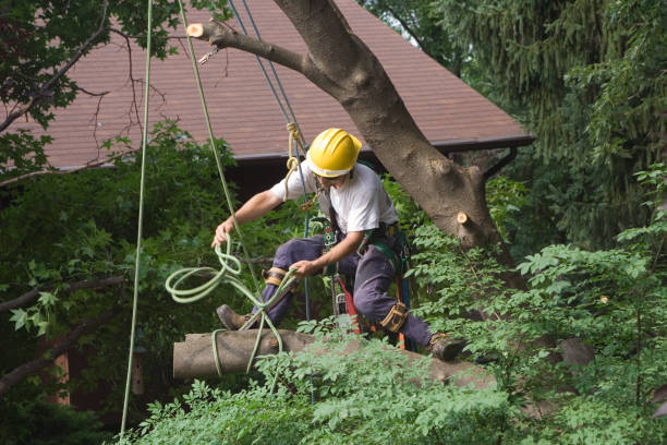 Best Seasonal Cleanup  in Burlington, NC